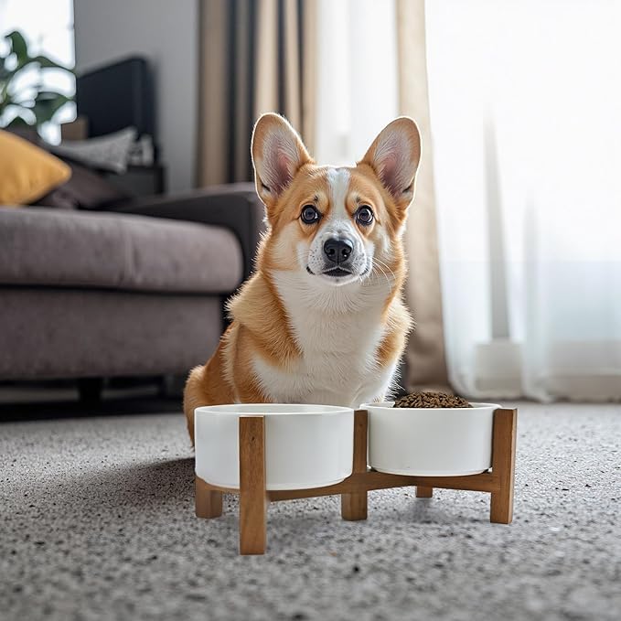 SPUNKYJUNKY Acacia Wood Stand Dog Bowl Set Raised, Ceramic Dog Food & Water Bowl for Medium Dogs (28.74 OZ, White)
