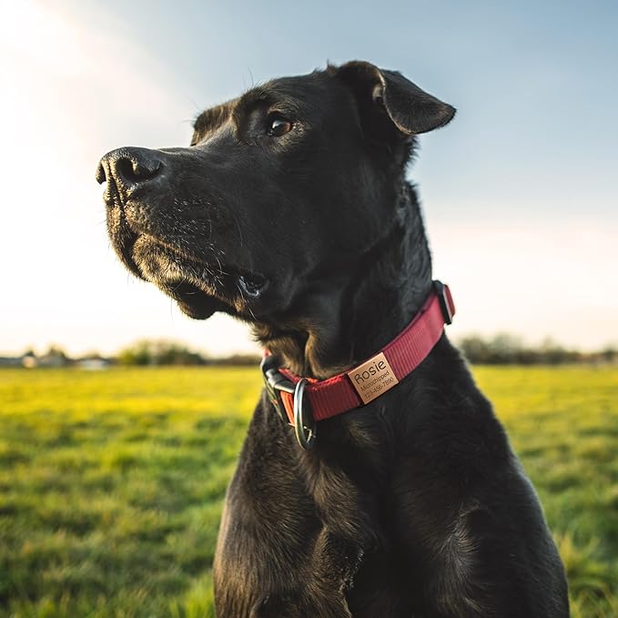 Anavia Slide On Silent Pet ID Tags, S/M/L/XL Personalized Stainless Steel Cat Dog Tag with Elastic Fabric Band, Engraved Nameplate Quiet Chew-Proof Pet Collar Tag (Gold, X-Large)