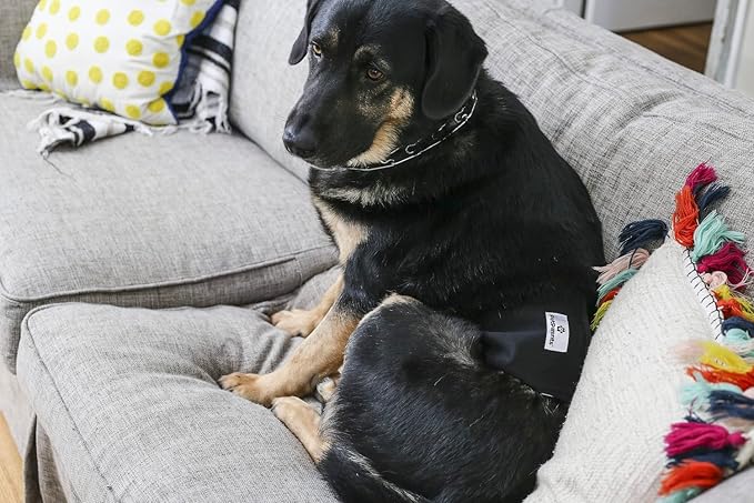 Pet Parents Washable Belly Bands for Dogs (3pack) + Extendrs Durable Dog Diapers, Premium Dog Diapers & Wraps (X-Large, Black)