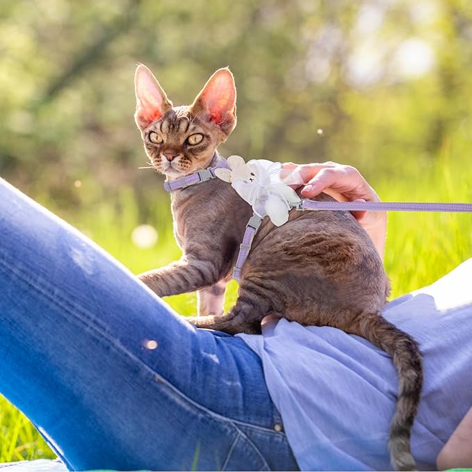 TIESOME Cat Harness and Leash Set, Adjustable Gradient Kitten Harness Escape Proof Harness with Leash for Kitty Outdoor Walking (Ribbon Bear Purple)