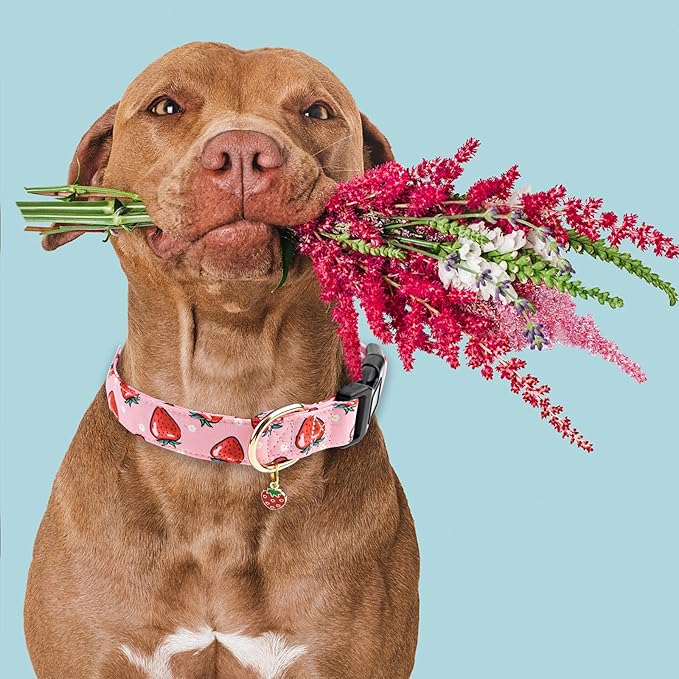 Faygarsle Pink Strawberry Pattern Cotton Dog Collar for Small, Medium, Large Boys Girls Dogs L