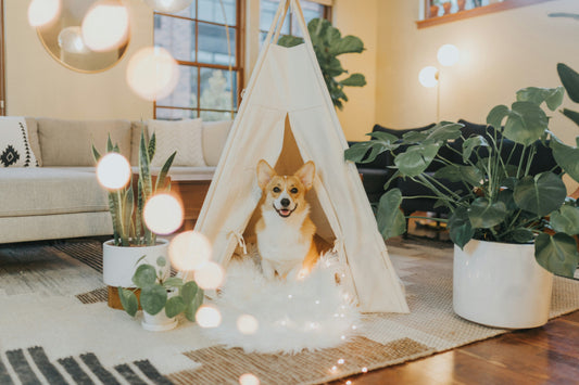 Making Your Home Cozier for Your Dog: Small Upgrades That Change Everything