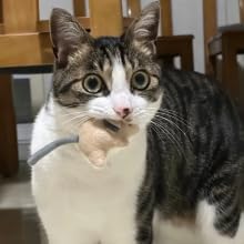 Plush Catnip Mice Toys with Rattle Sound - 2 Pcs Interactive Cat Toys for Indoor Cats, Durable Stress Relief Eco-Friendly Small Mouse Chew Playthings（with Catnip Bag）