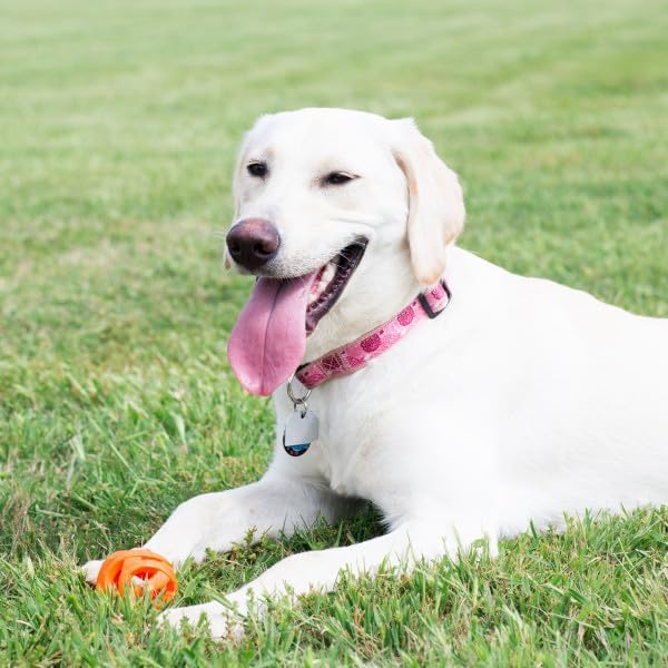 Chuckit! Air Fetch Ball Dog Toy, Extra Large (3.5 Inch Diameter), for dogs over 100 lbs