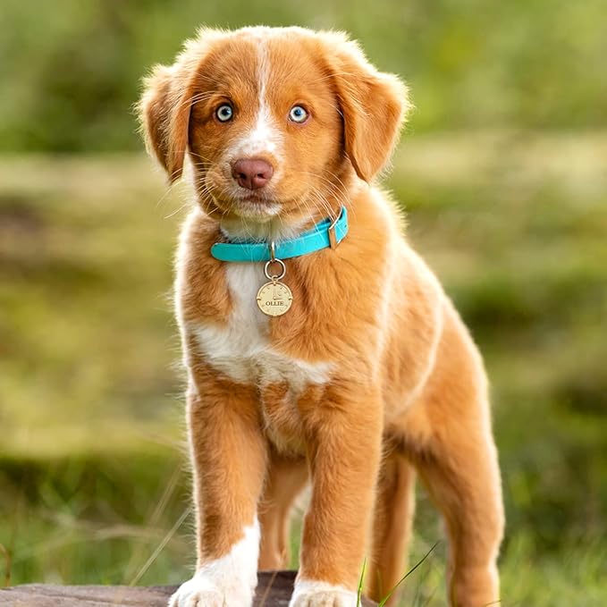 Dogs ID Tags Personalized Double Sided Deep Engraved Cat & Dog Collar Charm Round Shape Frosting Process Silver/Gold Plated (Clock-Gold)