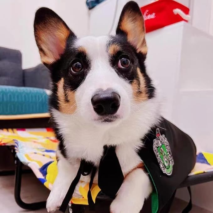 ANIAC 3PCS Halloween Dog Costume Cat Wizard Cape Glasses and Necktie Set Halloween Puppy Outfit Pet Academy Magician Cosplay Apparel for Kitten Cat Small Dogs (Black+Green, Large)