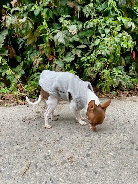JACKO & CO - Fleece Vest Dog Sweater with Leash Ring - Soft, Warm & Lightweight Pullover Coat for Small & Medium Dogs, Puppies & Cats - Cozy Fall/Winter/Spring Pet Jacket (Grey, X-Large 17-25lbs)