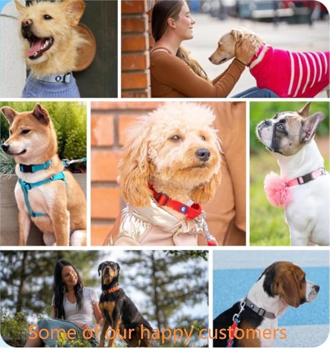 Blueberry Pet Essentials Dog Collar | Adjustable Girl Dog Collars for Medium Dogs | Neon Green Puppy Collar | Classic Nylon Dog Collars for Small Dogs | Pet Accessories