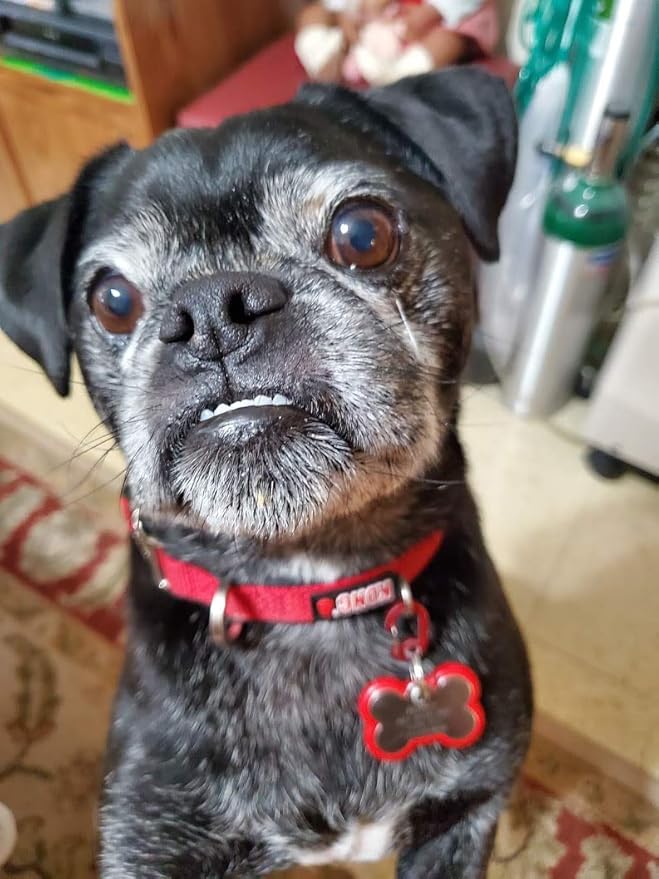 Klippy Pet Tag Quick Clip for Dogs and Cats, Pink