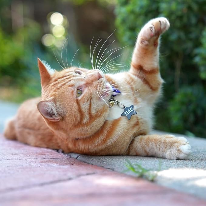 Ultra Joys Cat ID Tag Personalized Pet Tags, Durable Stainless Steel Small Pet Mini Dog Cat Tag Lightweight - Star Tag in Black