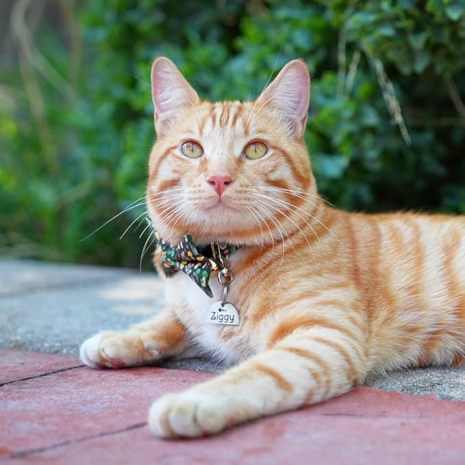 Ultra Joys Personalized Cat Collar Name Tag Small Pet ID Tags for Cats - Customized Mini Cute Dog Cat ID Tag - Bothside Engravable Lightweight Durable Stainless Steel - Semi Circle Tag in Silver