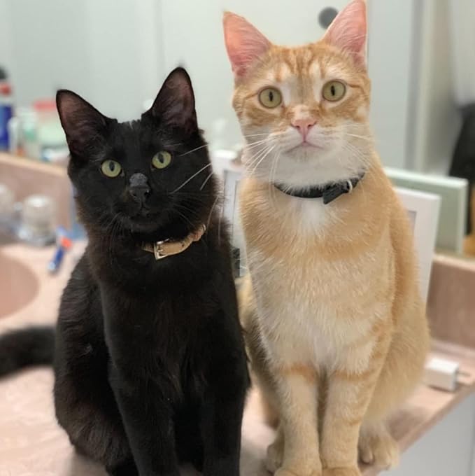 PUPTECK 2 PCS Soft Genuine Leather Cat Kitten Collar with Bells Adjustable for Girl Boy Cats Puppy - Black, Khaki