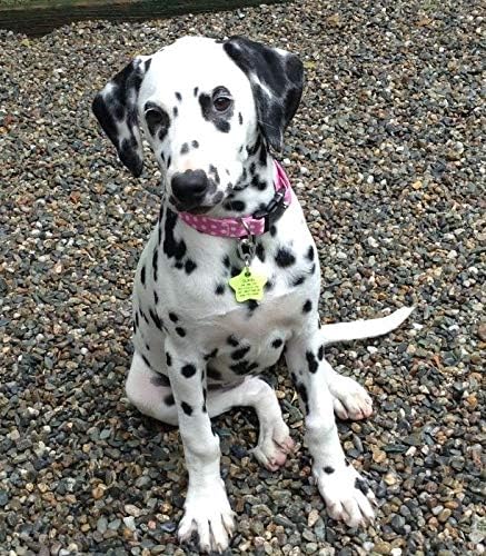 Klippy Pet Tag Quick Clip for Dogs and Cats, Pink