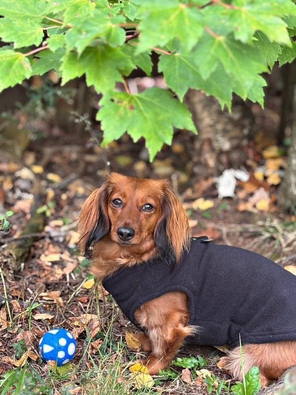 JACKO & CO - Fleece Vest Dog Sweater with Leash Ring - Soft, Warm & Lightweight Pullover Coat for Small & Medium Dogs, Puppies & Cats - Cozy Fall/Winter/Spring Pet Jacket (Black, X-Large 17-25lbs)