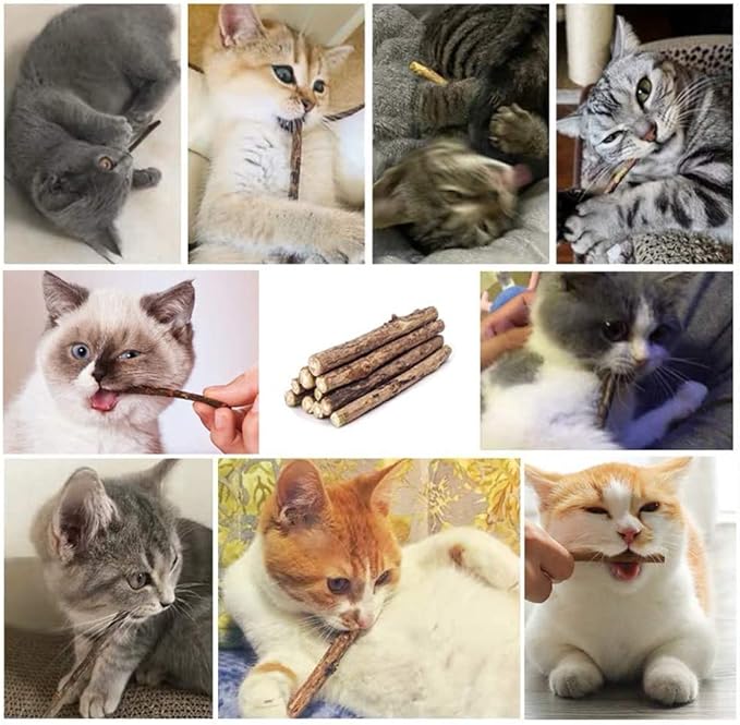 20 PCS Cat Catnip Sticks Natural Matatabi Silvervine Sticks - Cleaning Teeth Molar Tools Kitten Chew Toy Natural Catnip Cats Toy