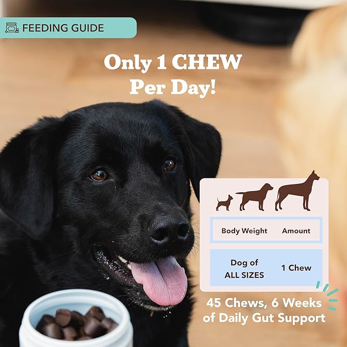 Natural Dog Company Gut Health & Canine Specific Probiotics Chews, 1 Daily Chew for All Dogs, Prebiotics & Digestive Enzymes for Digestion, Gas, Loose Stool, Immune System & Bowel Support