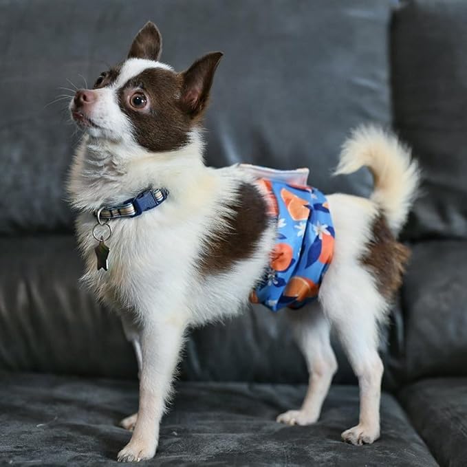 wegreeco Washable Male Dog Belly Band (Stylish Pattern)- Pack of 3 - Washable Male Dog Belly Wrap, Dog Diapers Male (Fruit, X-Small)