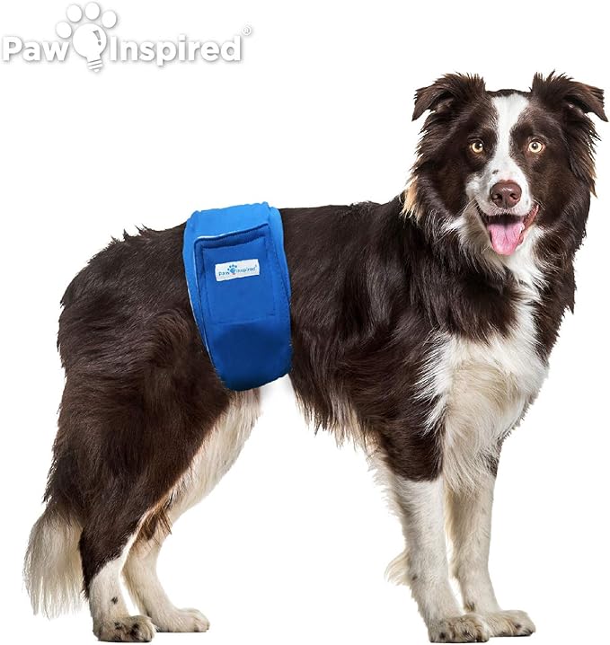 Paw Inspired 2-Count Reusable Male Dog Wraps, Washable Diapers for Male Dogs, Belly Bands for Incontinence, Surgery, Male Marking (Large Size, Assorted Colors with Black Lining, Pack of 2)