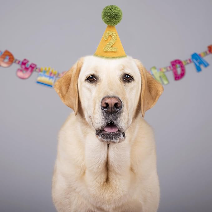 Pet Birthday Hat with Interchangeable Numbers 1-10 | Adjustable Pet Party Cone Hat for Dogs & Cats | Puppy Birthday Photo Props for 1st to 10th Birthday Celebrations (Yellow Green Birthday Pet Hat)