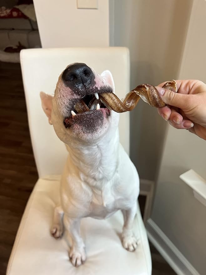 hotspot pets Curly Spring Bully Sticks for Dogs - (12 Pack) Premium All Natural Long Twisted Beef Pizzle Dog Chew Treats - Grain Free Fully Digestible Rawhide Alternative - 6 Inch Stix