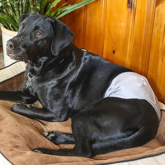 Pet Parents® Washable Belly Bands for Male Dogs (3pack) + Extendrs® of Durable Dog Diapers Male, Premium Male Dog Diapers & Dog Wraps (Small, Natural)