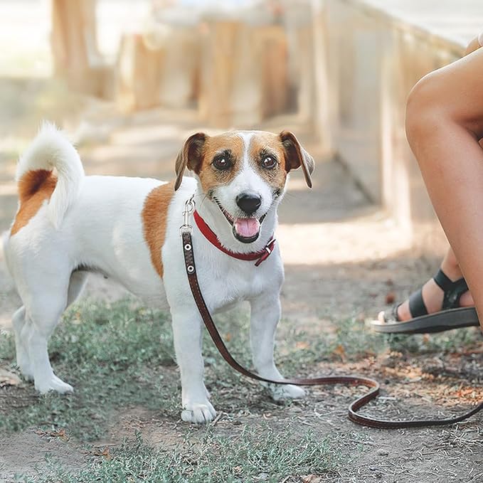 Swivel Snap Hooks Heavy Duty Dog Leash Hook Trigger Clip Clasp for Linking Pet Leash Collar, Key Chain, Dog Playpen (3-1/2" (8cm), 0.79", 10 Pack)