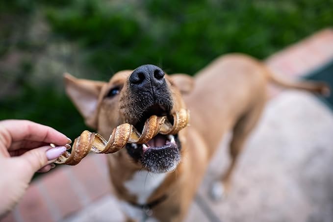 hotspot pets Spring Bully Sticks for Dogs -(6 Pack) Premium All Natural Long Twisted Beef Pizzle Dog Chew Treats - Grain Free Fully Digestible Rawhide Alternative - 6 Inch Sticks