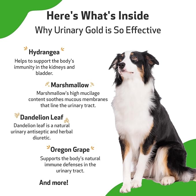 Pet Wellbeing Urinary Gold for Dogs - Vet-Formulated Multi-Herb Urinary Tract Support - Bladder Health & Urinary System Wellness - Natural Dog Supplement - Liquid Formula 2 oz (59ml)