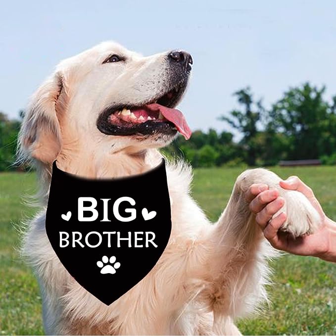 Pregnancy Announcement Dog Bandana, Baby Shower Pet Bandana, Black Cotton, 27 x 18 inch