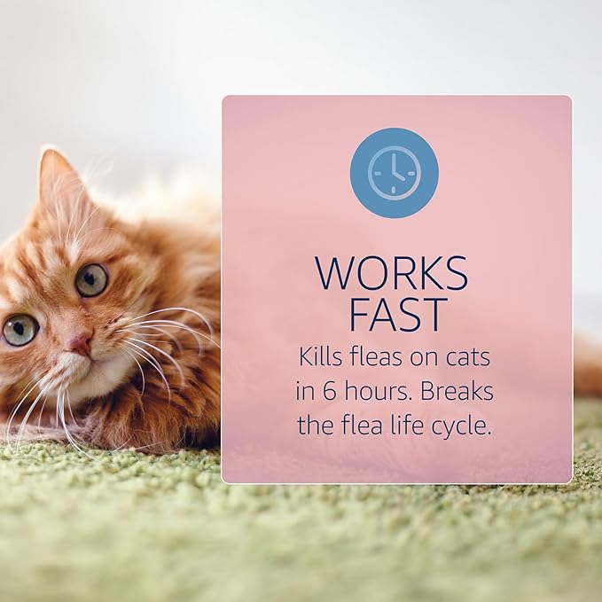 Catego for Cats Flea and Tick Treatment & Prevention (Over 1.5 lbs) 12-Month Supply