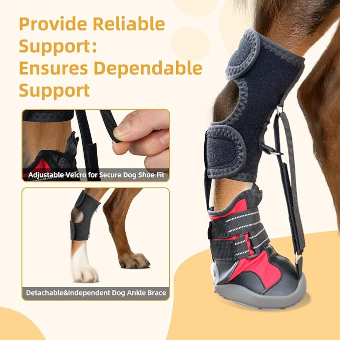 Dog Strap-On Drop Foot Orthotics (Knuckleless Boot Orthotics) – Dog Knee Pads,Corrective Dog Shoes That Safely Lift Toes, Relieve Foot Problems, Arthritis, and Improve Your Dog's gait (M)
