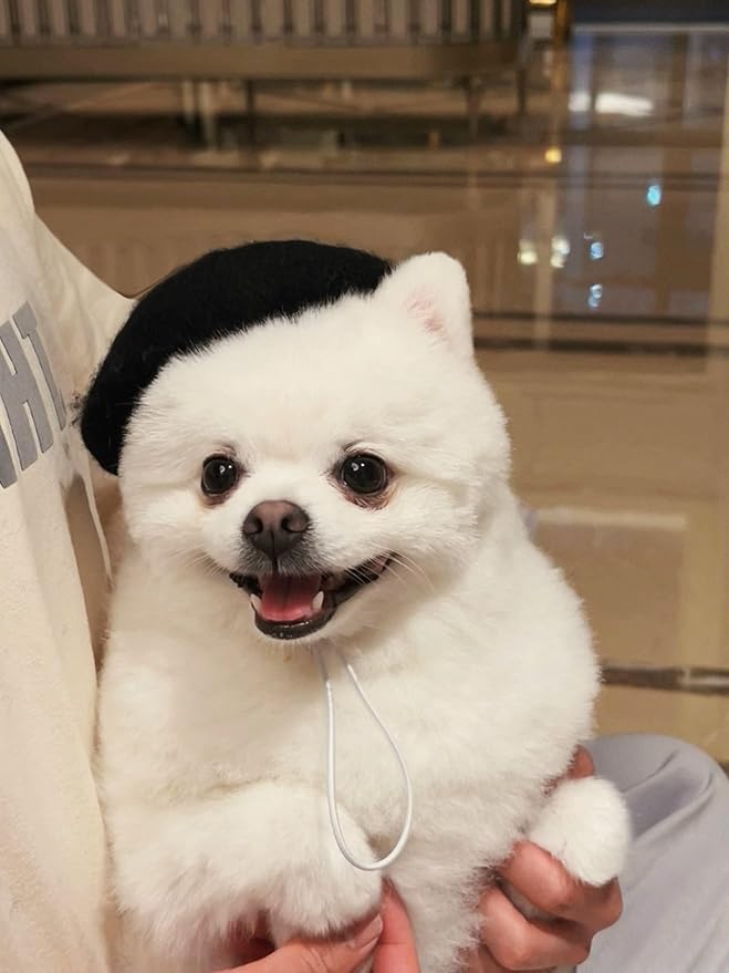 Dog Beret Hats Cats Hats Fashion Four Seasons Funny Comfortable Wool Pet Hat (Black)