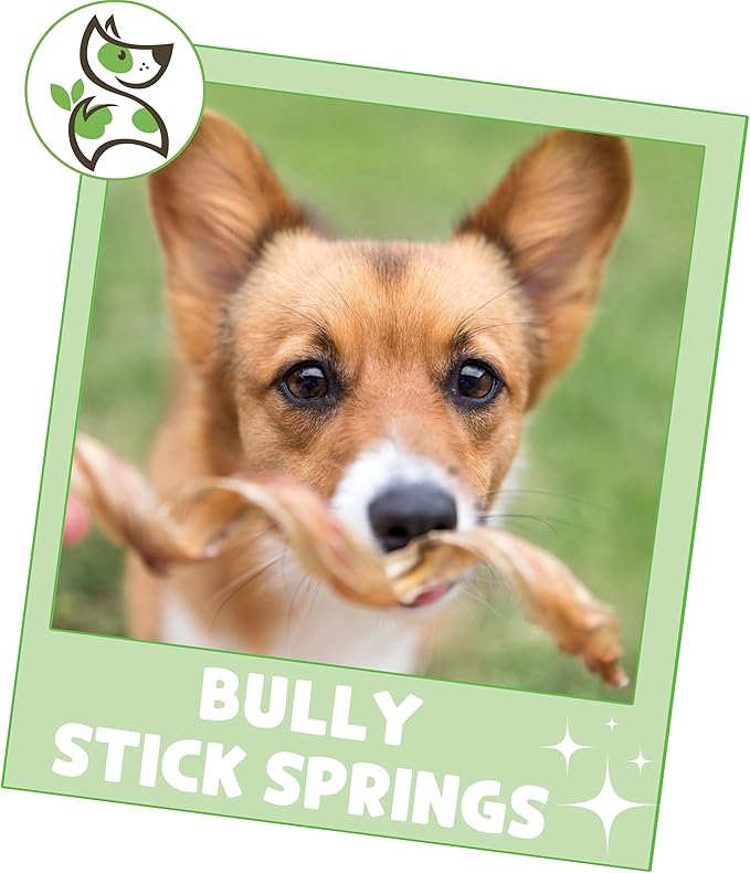 Nature Gnaws Bully Stick Springs for Dogs 7-8" (6 Count) - Long Lasting for Aggressive Chewers - Natural Curly Beef Dog Chew Bones - Rawhide Free