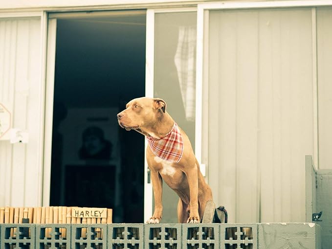 Lionet Paws Fall Dog Bandana Halloween Thanksgiving Washable Cotton Handkerchief Scarf Triangle Bandana for Small Medium Large Dogs Girl Boy