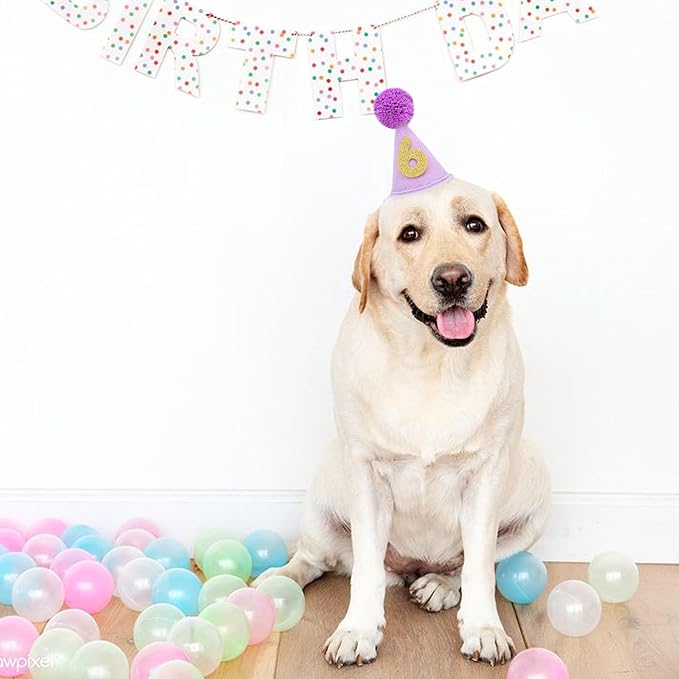 Pet Birthday Hat with Interchangeable Numbers 1-10 | Adjustable Pet Party Cone Hat for Dogs & Cats | Puppy Birthday Photo Props for 1st to 10th Birthday Celebrations (Purple Birthday Pet Hat)