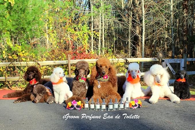 iGroom Pet Perfume Evergreen, Luxury Pet Beauty Care, Clean Botanical Scent, Long Lasting, Made in USA, 100 ml