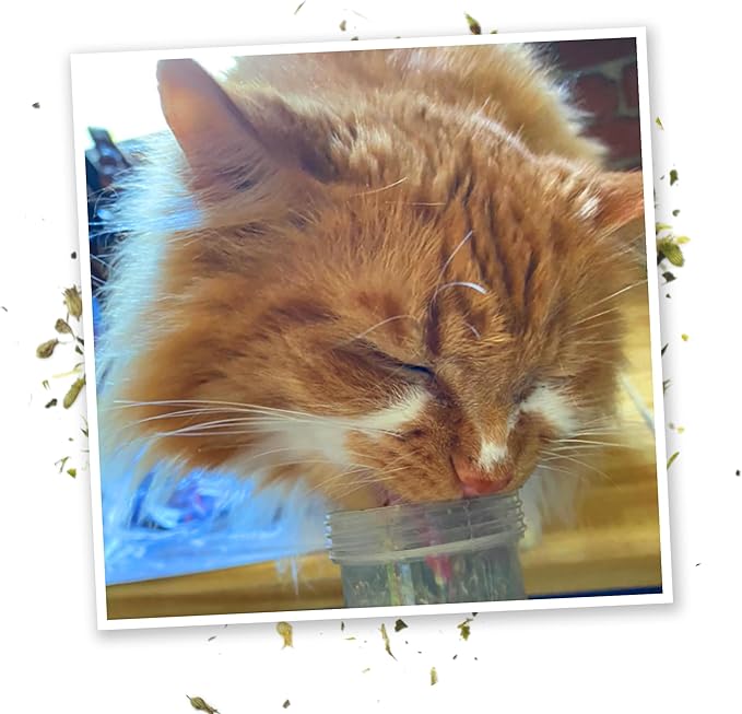 Meowijuana Good Vibes Kalico Kush | Valerian Root and Catnip Blend | Large Bottle High Potency Blend | Premium Hand Harvested North American Catnip