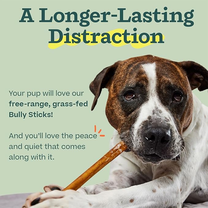 WOOF Bully Sticks Dog Treats - Chew Sticks for Dogs - Long-Lasting Dog Chew Treats - Made with Free-Range, Grass-Fed Beef - 12" Sticks - 5pk