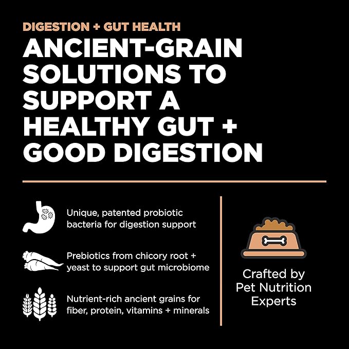 Go! Solutions Digestion + Gut Health, Dry Cat Food, Salmon Recipe with Ancient Grains, 3 lb Bag