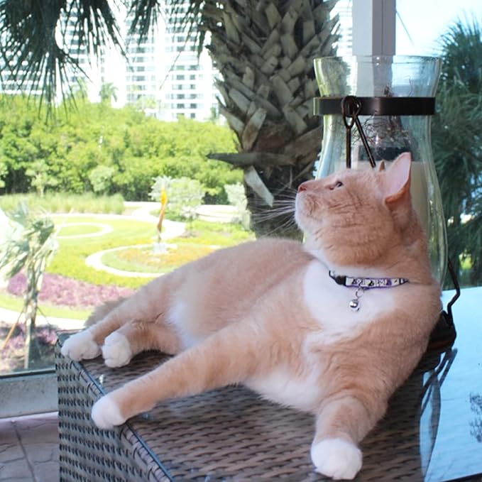 Pawtitas Glow in The Dark Cat Collar with Breakaway Safety Buckle & Bell Adjustable Kitten Collar, Orange