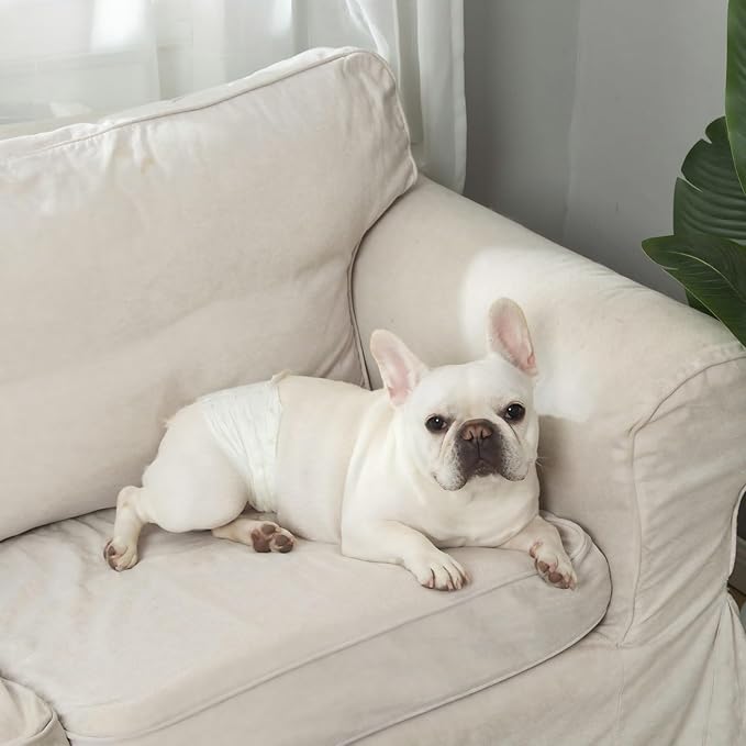 IMMCUTE Dog Diapers Male Small 50 Ct, Male Dog Diapers Disposable with Wetness Indicator, Adjustable Puppy Diapers Male, Flashdry Gel Technology, Male Dog Wraps for Incontinence & Marking