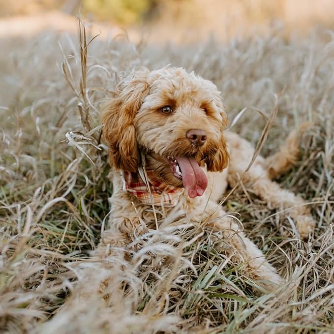 Lionet Paws Fall Dog Bandana Halloween Thanksgiving Washable Cotton Handkerchief Scarf Triangle Bandana for Small Medium Large Dogs Girl Boy