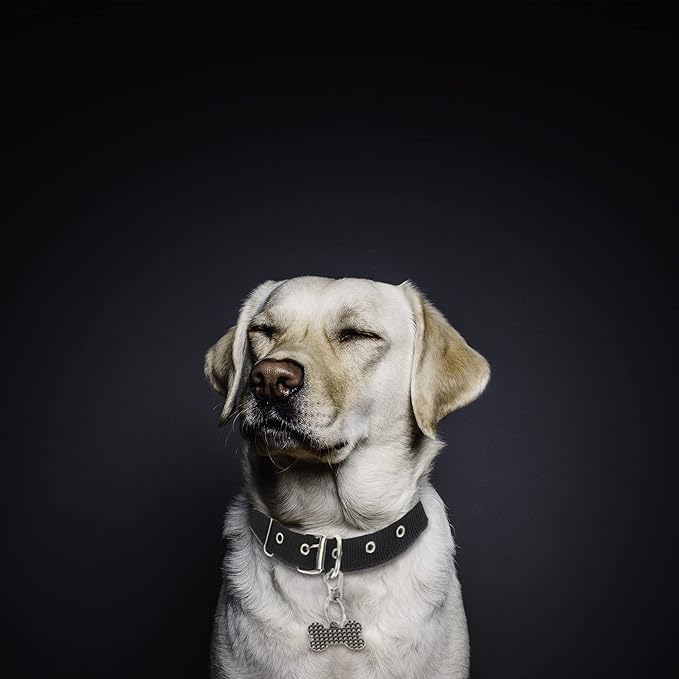 Pet ID Tags, Pet Tag Quick Clips, Dog Tags and Cat Tags Collar Rings, Tag Clips for Collar, ID Tag Holder, Silver, 3 Pack