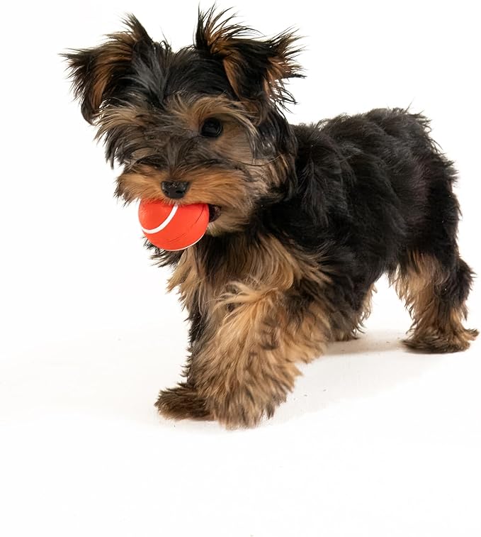 Playology Dog Toys | Squeaky Chew Ball - Bouncy Durable Floating Fetch Ball for Dogs, Value 3-Pack | Small Beef Scented Toy - Easy to Clean and Made from Non Toxic Materials