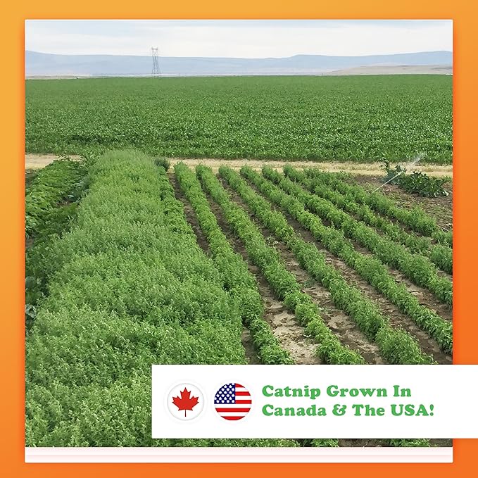 Meowijuana Refillable Cat Toys | Get Spooked - Pumpkin Spice Latte Catnip Toy | Includes Potent Hand Harvested Catnip Grown in North America | Promotes Play and Cat Health