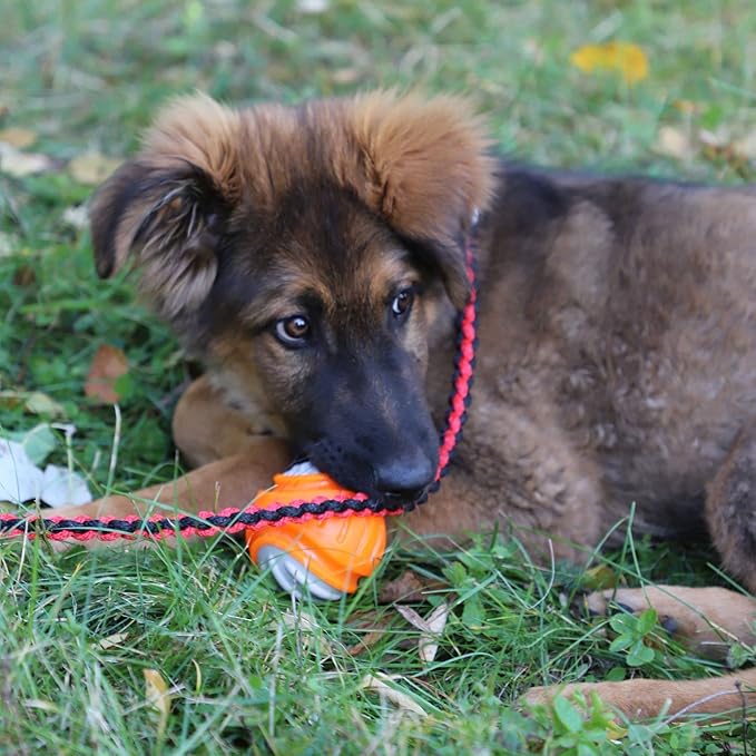 Dingo Toy for Dog, Durable TPR Rubber for chewers, Fetch Toy for Play, Boomerang 9.1", 17395 (Ball dent)