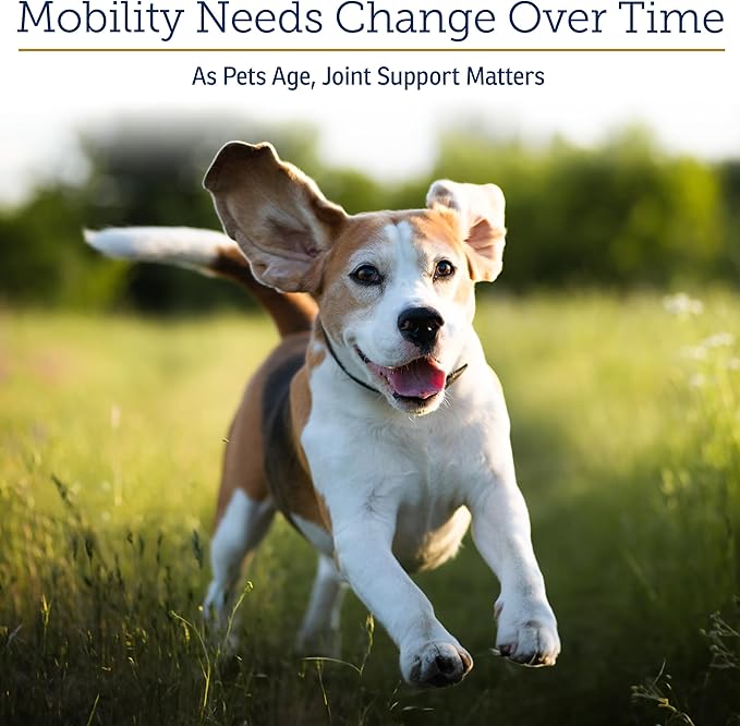 Rx Vitamins MegaFlex Cat and Dog Joint Supplement - Glucosamine Sulfate with MSM, Vitamin C, & Sea Cucumber - Supports Joint Flexibility and Mobility - for All Breeds and Sizes - 600 Capsules