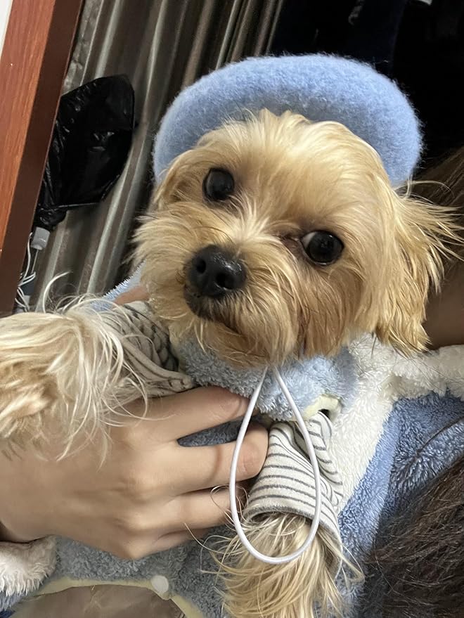 Dog Beret Hats Cats Hats Fashion Four Seasons Funny Wool Winter Pet Hat (Blue)