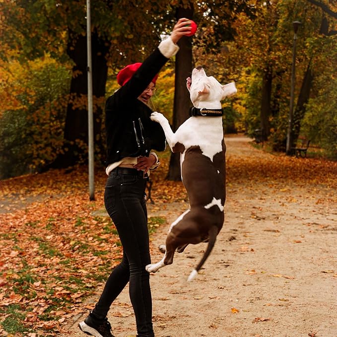 Dingo Toy for Dog, Durable TPR Rubber for chewers, Fetch Toy for Play, Boomerang 9.1", 17395 (Tomato)