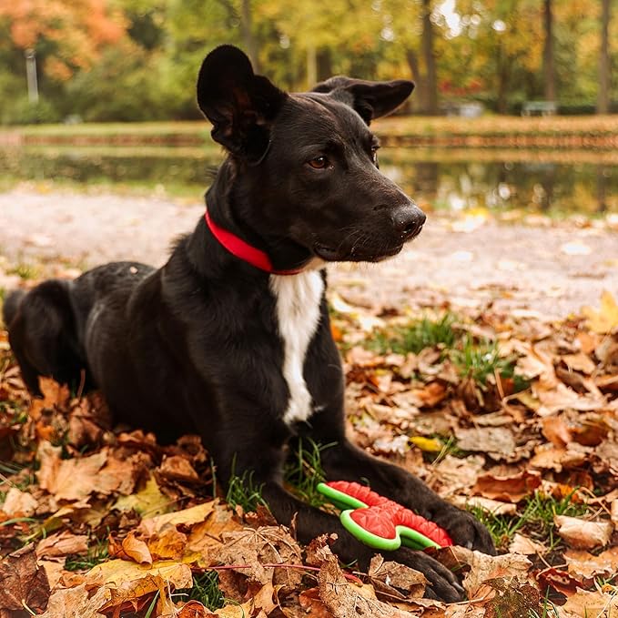 Dingo Toy for Dog, Durable TPR Rubber for chewers, Fetch Toy for Play, Boomerang 9.1", 17395 (Bommerang tri)